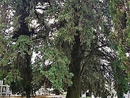 Vallecorsa, alberi monumentali: il cipresso del cimitero in corsa per il titolo