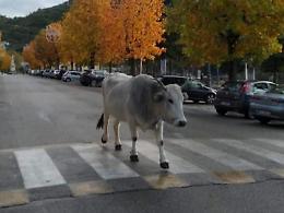 Metti una mucca a spasso in centro. Sosta davanti al Municipio!