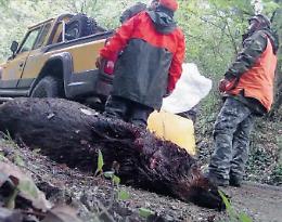 Carne di cinghiale, primo caso di trichinosi scoperto in Ciociaria: è allerta