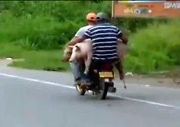 Ladri spietati e... affamati: rubati maiali vivi e chili di fagioli cannellini