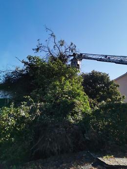 Maltempo, albero si abbatte su un'abitazione: continua la conta dei danni