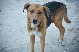 Cane malato conduce i volontari al "rifugio": salvati cinque cuccioli