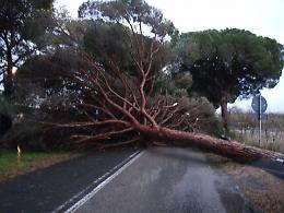 Circeo e Terracina: tromba d'aria, alberi caduti e danni. Torna la paura