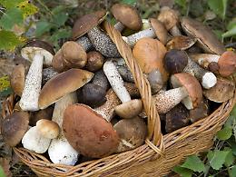 Vanno in cerca di funghi in Abruzzo e perdono la strada