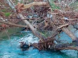 Fiume Cosa, dopo il tronco da rimuovere è allarme manutenzione: rischi elevati
