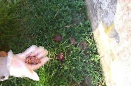Cani spariti e avvelenati, banda in azione: l'allarme scoppia sui social