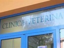 Cagnolino investito: scatta la gara di solidarietà per curare il piccolo Ares