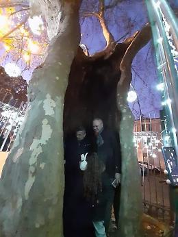 Un albero che affonda le radici al di là della guerra: si festeggia 'Zio Plat'