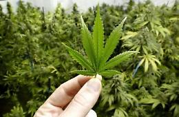 Via libera alla cannabis a tavola, un vero e proprio boom: la novità