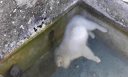 L'orrore: due cuccioli affogati nell'acqua gelida. I fratellini li vegliano