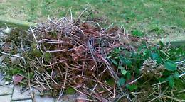 Aree verdi: sfalci e potature vanno all'isola ecologica. Multe in agguato