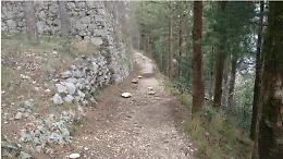 Albero pericolante sul sentiero del castello: i cittadini lo rimuovono