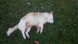 Cani avvelenati, un vero e proprio sterminio: decine di animali trovati morti
