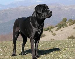 Azzannata alla testa dal suo cane: ora vive nel terrore e chiede aiuto a tutti