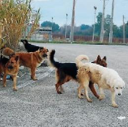 Strage di cani avvelenati: raccapriccianti ritrovamenti in paese