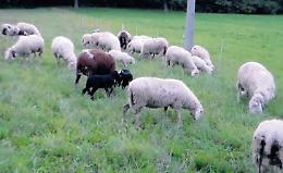 Pecore fatte a pezzi, sbranate da un branco di lupi in pieno giorno: l'allarme