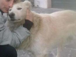 Alatri, il cane mascotte ucciso a bastonate dalla furia umana