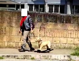 Porta a spasso un cavallino a dondolo pur di uscire: i residenti immortalano la scena