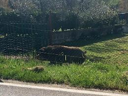 Grosso cinghiale a spasso tra strade e case private: paura tra i residenti