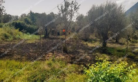 Brucia un uliveto incolto. Le fiamme minacciano le abitazioni vicine