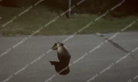 Avvistato un orso a spasso tra i frutteti