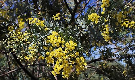 Pro Loco: &laquo;Giornata Internazionale della Donna, un'occasione per celebrare i diritti conquistati dalle donne nel tempo e per riflettere sulle sfide ancora presenti&raquo;