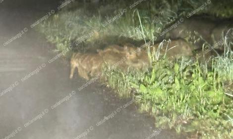 Gli attraversa davanti un gruppo di cinghiali. Torna la paura