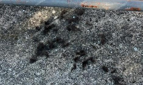 Ciocche di capelli davanti al suo negozio. La titolare sporge denuncia