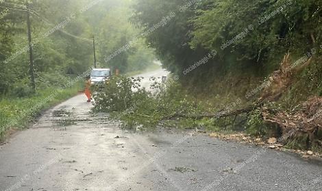 Cade un albero lungo la strada: soccorsi al lavoro per mettere l'area in sicurezza