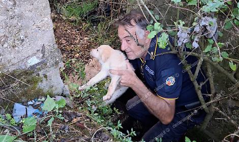 Un cane messo in salvo dalla polizia