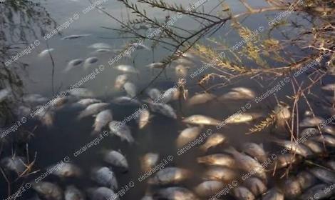 Moria di pesci nella vasca di carico Enel. Interrotto il servizio di irrigazione