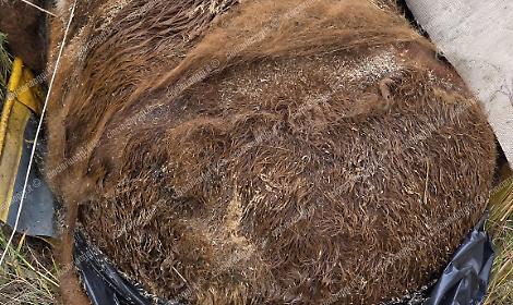 Carcassa di un pony occultata, trovata da escursionisti