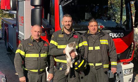 Gatta intrappolato su un albero da tre giorni. Salvata dai vigili del fuoco