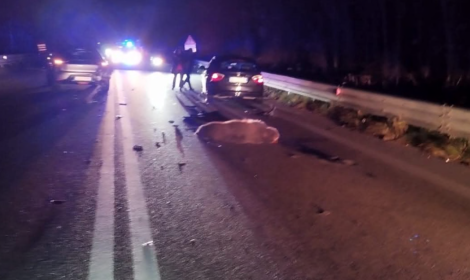 Orso travolto e ucciso sulla Sora-Avezzano