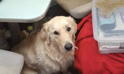 Cane scappa per i fuochi d'artificio: appello disperato di una famiglia francese