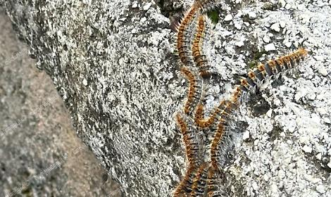 Anagni, processionaria a Porta Cerere: scatta l'allarme