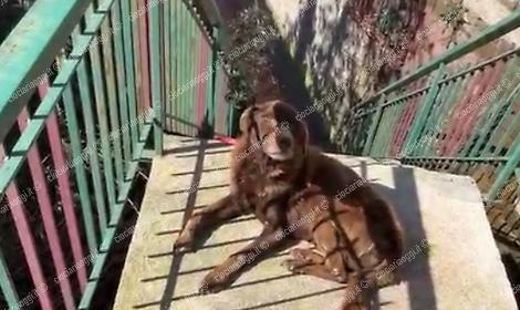 Cane segregato tra degrado e ferite: scatta il sequestro 