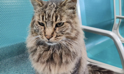 Gatto Cesare ucciso a calci, denunciato un uomo