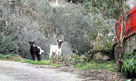Sequestrati in casa da una pericolosissima coppia di... caprette