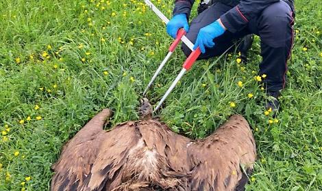 Un grifone trovato morto: si sospetta un avvelenamento