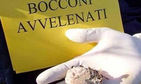 Strage di cani: il sindaco denuncia i fatti ai carabinieri. Indagini serrate