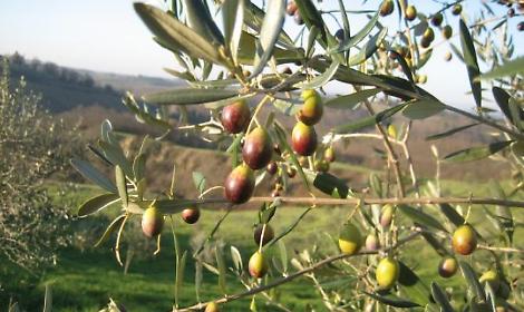 A Monte San Giovanni Campano torna "Olio a Monte"