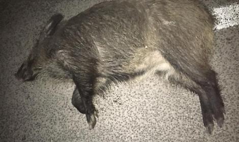 Incidente nella notte. Investe un cinghiale con l'auto