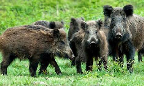 Scontri con i cinghiali, paura nella notte. Due auto danneggiate