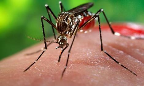 Registrato il primo caso di virus West Nile. Ecco dove