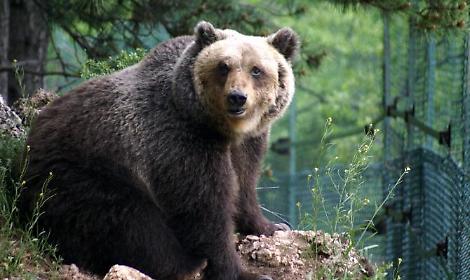 Faccia a faccia con un orso. Paura per un settantenne