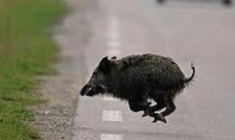 Paura sulla superstrada. Investe un cinghiale con l&rsquo;auto