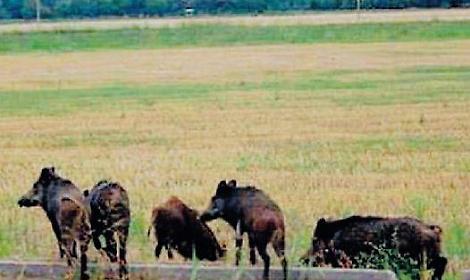 Emergenza cinghiali, raccolti distrutti e giardini rovinati: famiglie disperate