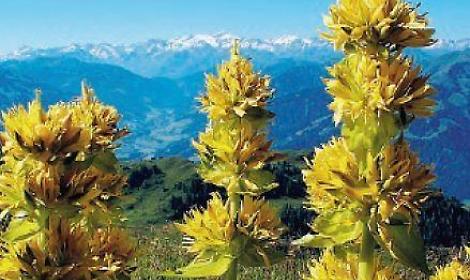 "Cacciatori di genziana": nei guai tre uomini con 50 chili nel sacco