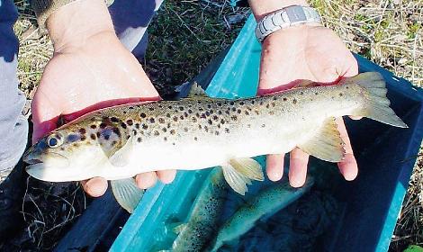 Fungo killer nel fiume, troppe trote infette: &egrave; emergenza ambientale